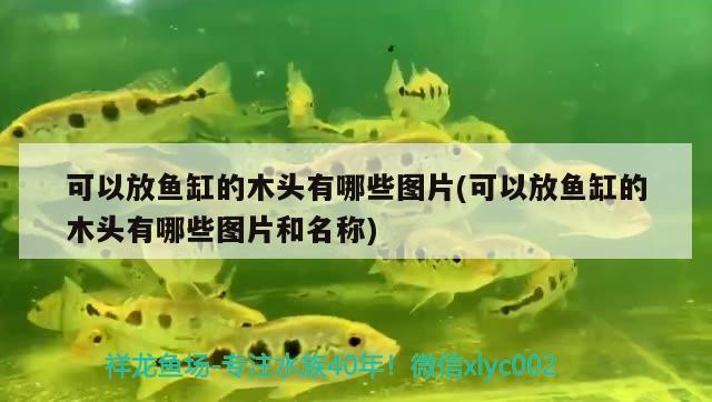 可以放魚缸的木頭有哪些圖片(可以放魚缸的木頭有哪些圖片和名稱) 照明器材