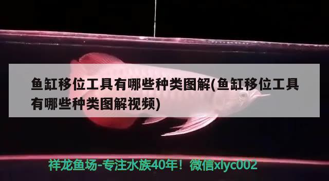 魚缸移位工具有哪些種類圖解(魚缸移位工具有哪些種類圖解視頻)