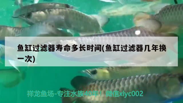 魚缸過濾器壽命多長時(shí)間(魚缸過濾器幾年換一次) 朱巴利魚