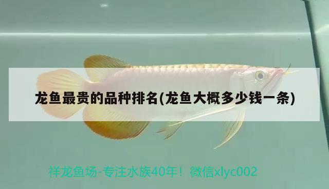 龍魚(yú)最貴的品種排名(龍魚(yú)大概多少錢(qián)一條)