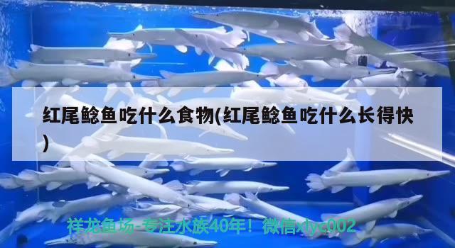 紅尾鯰魚(yú)吃什么食物(紅尾鯰魚(yú)吃什么長(zhǎng)得快) 觀賞魚(yú)