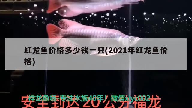 紅龍魚價格多少錢一只(2021年紅龍魚價格) 觀賞魚