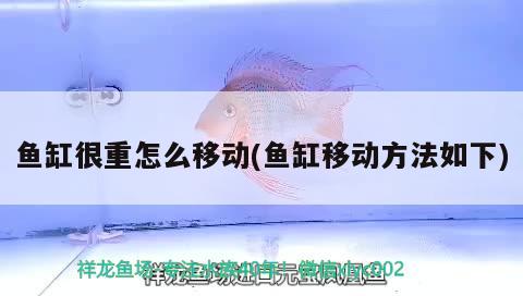 魚缸很重怎么移動(魚缸移動方法如下)