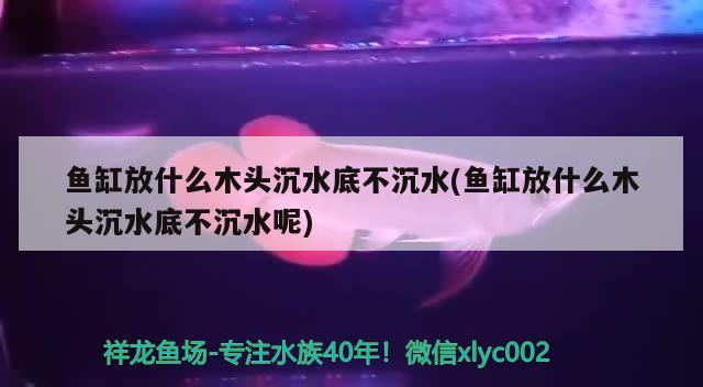 魚缸放什么木頭沉水底不沉水(魚缸放什么木頭沉水底不沉水呢)