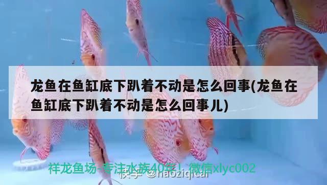 龍魚在魚缸底下趴著不動是怎么回事(龍魚在魚缸底下趴著不動是怎么回事兒)