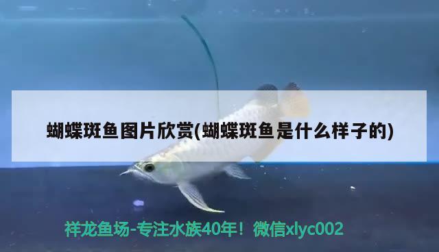 蝴蝶斑魚圖片欣賞(蝴蝶斑魚是什么樣子的) 蝴蝶鯉