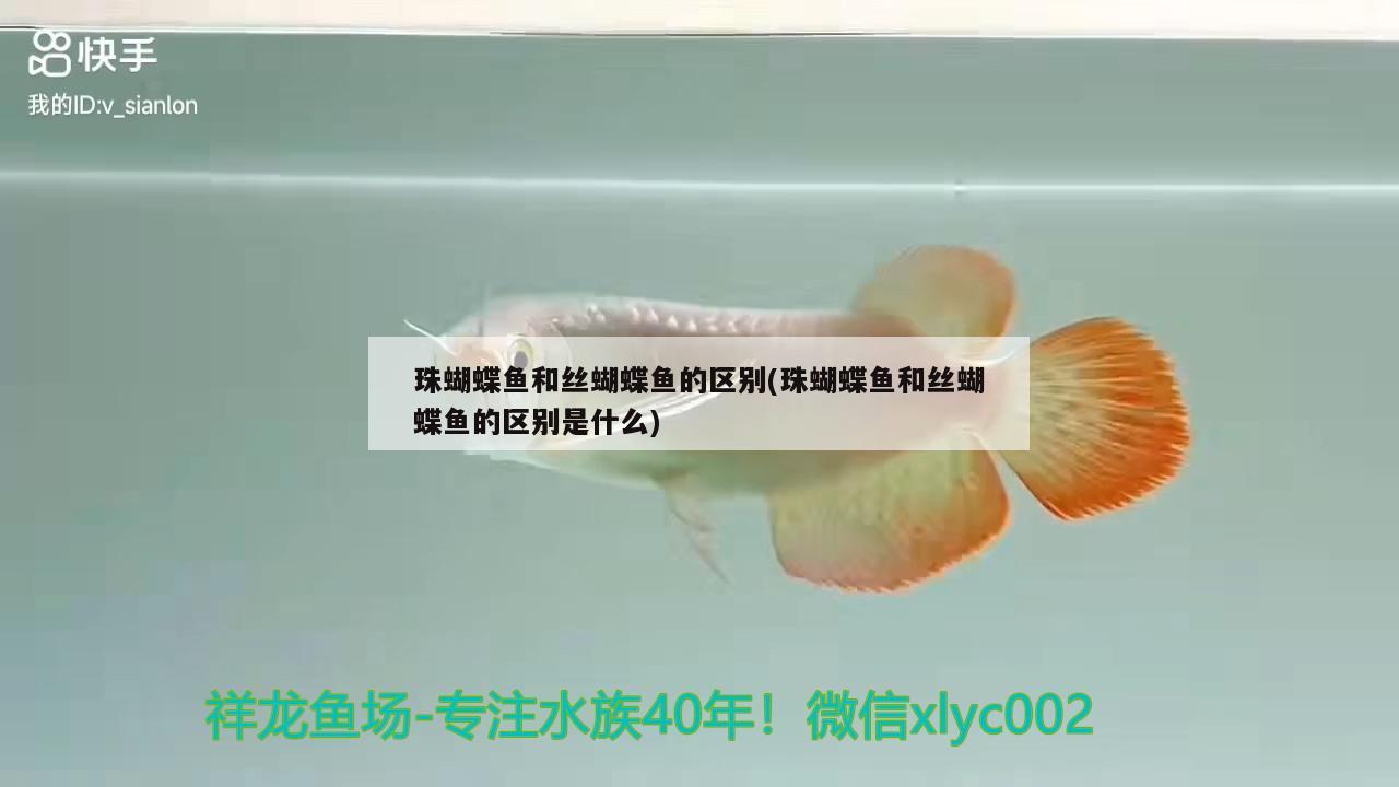 珠蝴蝶魚和絲蝴蝶魚的區(qū)別(珠蝴蝶魚和絲蝴蝶魚的區(qū)別是什么)