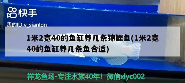 1米2寬40的魚缸養(yǎng)幾條錦鯉魚(1米2寬40的魚缸養(yǎng)幾條魚合適)