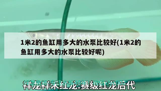 1米2的魚缸用多大的水泵比較好(1米2的魚缸用多大的水泵比較好呢) 麥肯斯銀版魚 第2張