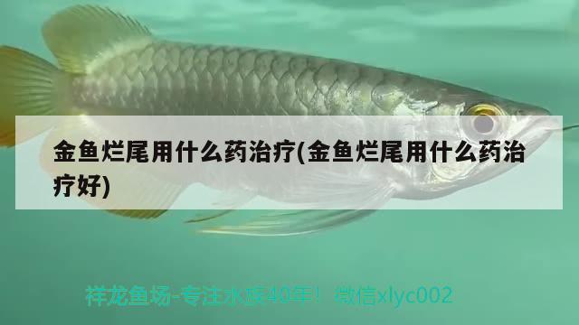 金魚爛尾用什么藥治療(金魚爛尾用什么藥治療好) 觀賞魚