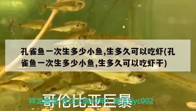 孔雀魚(yú)一次生多少小魚(yú),生多久可以吃蝦(孔雀魚(yú)一次生多少小魚(yú),生多久可以吃蝦干)