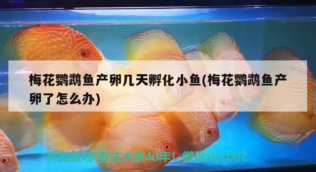 梅花鸚鵡魚產(chǎn)卵幾天孵化小魚(梅花鸚鵡魚產(chǎn)卵了怎么辦)