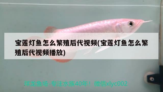 寶蓮燈魚怎么繁殖后代視頻(寶蓮燈魚怎么繁殖后代視頻播放) 觀賞魚