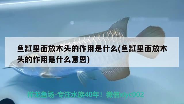 魚(yú)缸里面放木頭的作用是什么(魚(yú)缸里面放木頭的作用是什么意思) 廣州觀賞魚(yú)魚(yú)苗批發(fā)市場(chǎng)