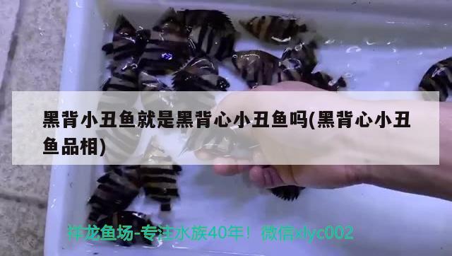 黑背小丑魚就是黑背心小丑魚嗎(黑背心小丑魚品相) 海水魚