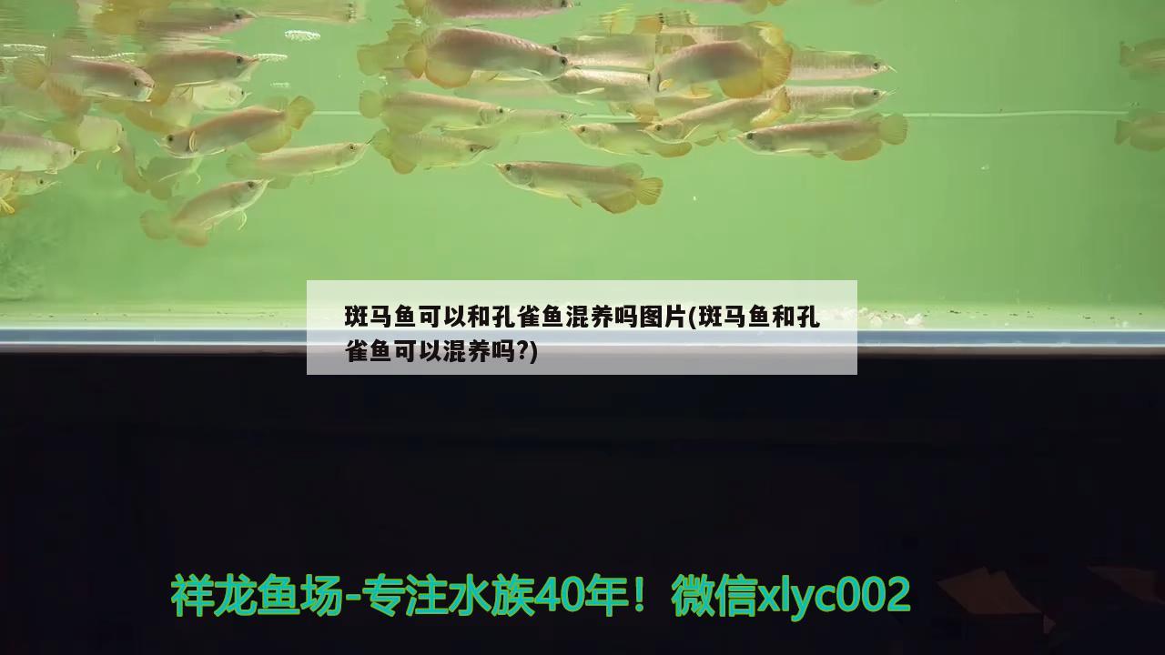 斑馬魚可以和孔雀魚混養(yǎng)嗎圖片(斑馬魚和孔雀魚可以混養(yǎng)嗎?) 觀賞魚 第1張