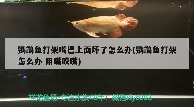 鸚鵡魚打架嘴巴上面壞了怎么辦(鸚鵡魚打架怎么辦用嘴咬嘴)