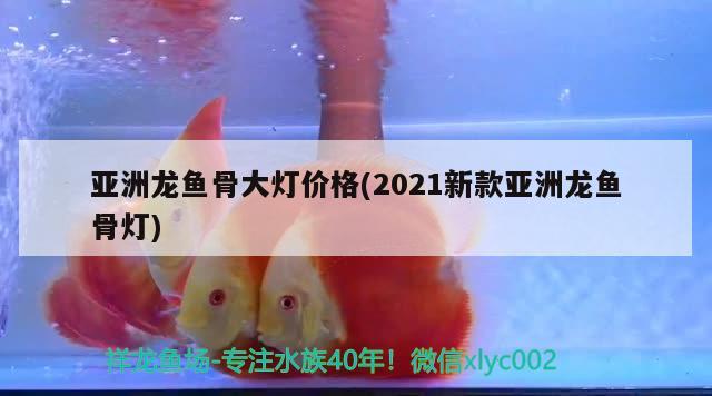 亞洲龍魚(yú)骨大燈價(jià)格(2021新款亞洲龍魚(yú)骨燈) 觀賞魚(yú)