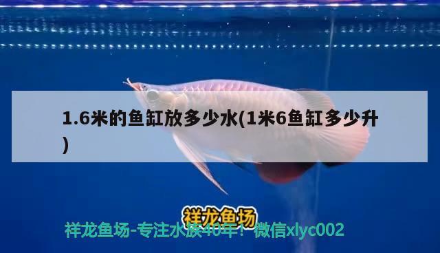 1.6米的魚缸放多少水(1米6魚缸多少升)