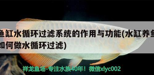 魚缸水循環(huán)過濾系統(tǒng)的作用與功能(水缸養(yǎng)魚如何做水循環(huán)過濾)