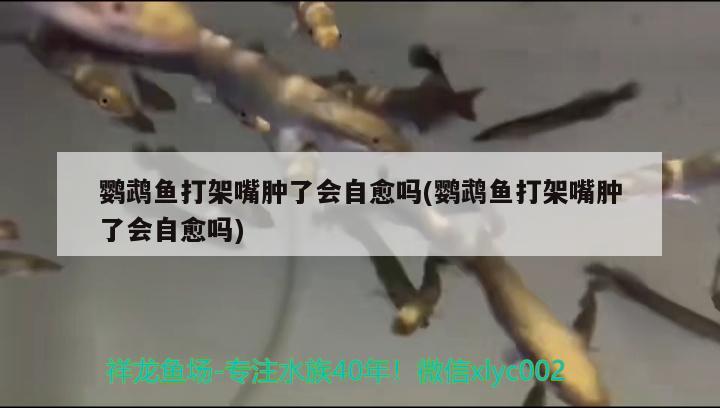 鸚鵡魚打架嘴腫了會自愈嗎(鸚鵡魚打架嘴腫了會自愈嗎)