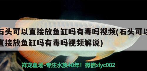 石頭可以直接放魚缸嗎有毒嗎視頻(石頭可以直接放魚缸嗎有毒嗎視頻解說) 賽級紅龍魚