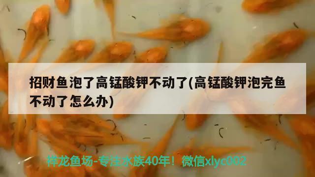 招財魚泡了高錳酸鉀不動了(高錳酸鉀泡完魚不動了怎么辦)