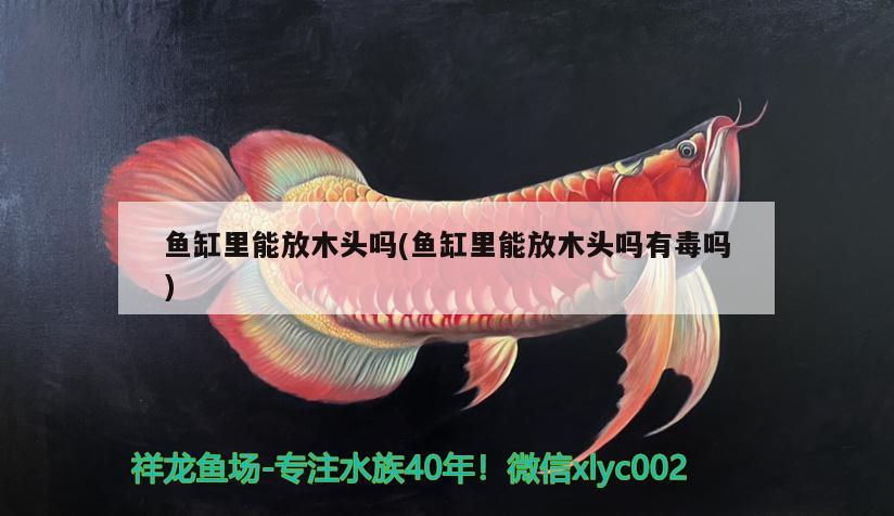 魚缸里能放木頭嗎(魚缸里能放木頭嗎有毒嗎) 南美異型魚