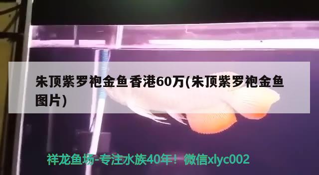 朱頂紫羅袍金魚香港60萬(朱頂紫羅袍金魚圖片)