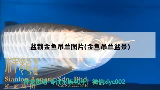 盆栽金魚吊蘭圖片(金魚吊蘭盆景)