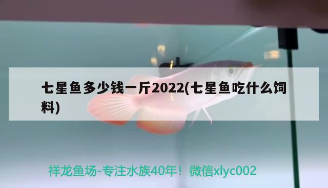 七星魚多少錢一斤2022(七星魚吃什么飼料) 觀賞魚