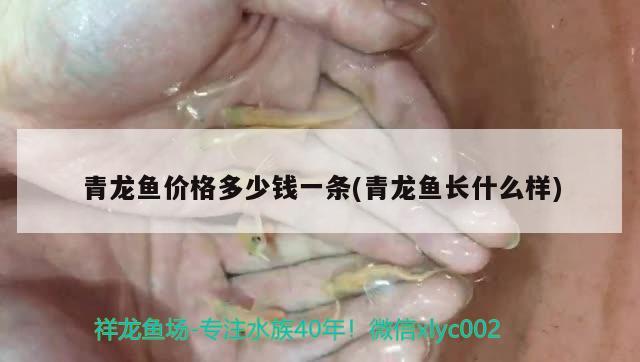 青龍魚價格多少錢一條(青龍魚長什么樣)