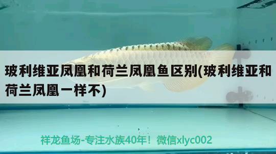 玻利維亞鳳凰和荷蘭鳳凰魚區(qū)別(玻利維亞和荷蘭鳳凰一樣不) 觀賞魚