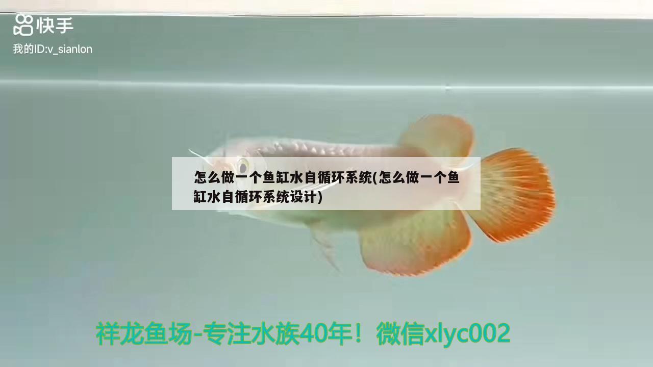 怎么做一個魚缸水自循環(huán)系統(tǒng)(怎么做一個魚缸水自循環(huán)系統(tǒng)設計)