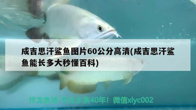 成吉思汗鯊魚圖片60公分高清(成吉思汗鯊魚能長多大秒懂百科) 成吉思汗鯊（球鯊）魚