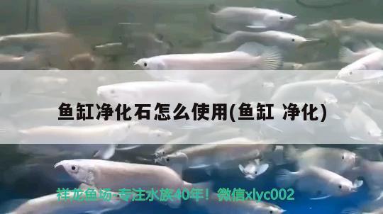 魚缸凈化石怎么使用(魚缸凈化) 奈及利亞紅圓點狗頭