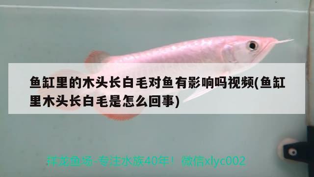 魚缸里的木頭長白毛對魚有影響嗎視頻(魚缸里木頭長白毛是怎么回事)