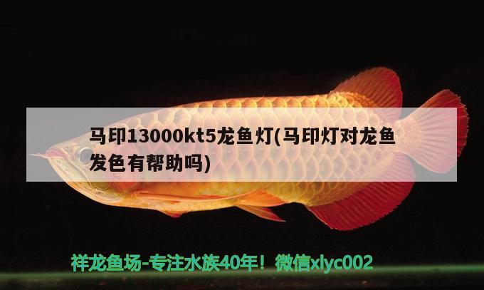 馬印13000kt5龍魚燈(馬印燈對龍魚發(fā)色有幫助嗎)