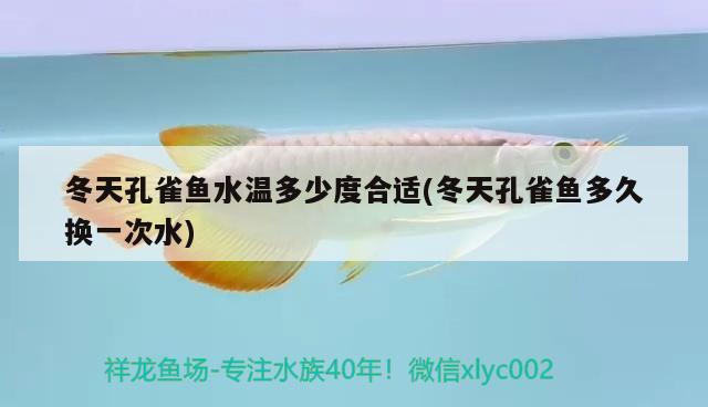 冬天孔雀魚水溫多少度合適(冬天孔雀魚多久換一次水) 觀賞魚