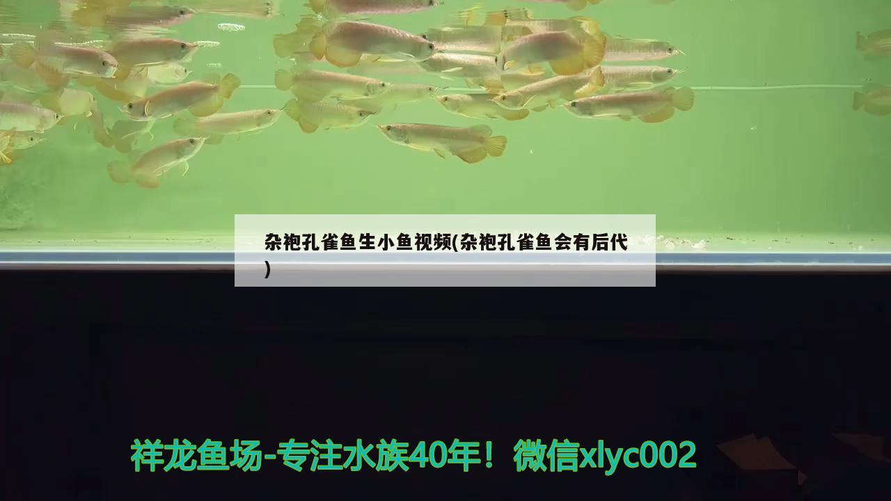 雜袍孔雀魚生小魚視頻(雜袍孔雀魚會有后代)