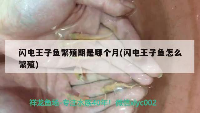 閃電王子魚繁殖期是哪個月(閃電王子魚怎么繁殖) 觀賞魚