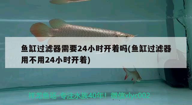 魚缸過濾器需要24小時開著嗎(魚缸過濾器用不用24小時開著) 黃金斑馬魚