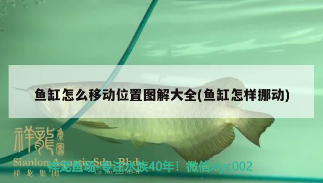 魚缸怎么移動位置圖解大全(魚缸怎樣挪動)