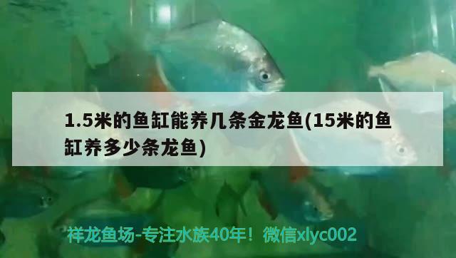 1.5米的魚缸能養(yǎng)幾條金龍魚(15米的魚缸養(yǎng)多少條龍魚) 祥龍金禾金龍魚 第3張