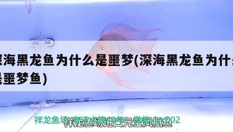 深海黑龍魚(yú)為什么是噩夢(mèng)(深海黑龍魚(yú)為什么是噩夢(mèng)魚(yú))