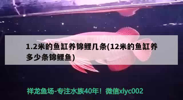 1.2米的魚(yú)缸養(yǎng)錦鯉幾條(12米的魚(yú)缸養(yǎng)多少條錦鯉魚(yú))