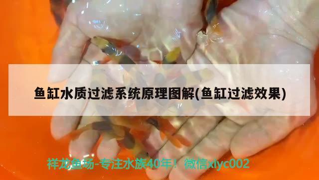 魚缸水質(zhì)過濾系統(tǒng)原理圖解(魚缸過濾效果) 豬鼻龜百科