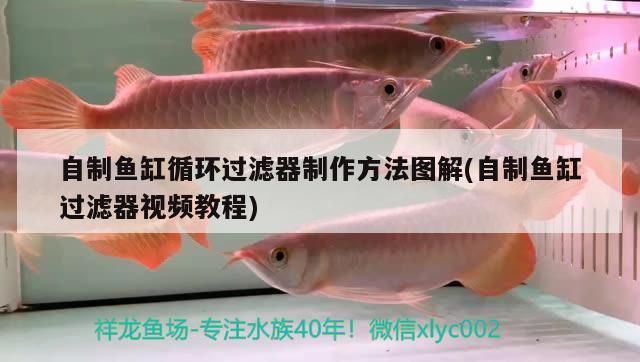 自制魚缸循環(huán)過濾器制作方法圖解(自制魚缸過濾器視頻教程)