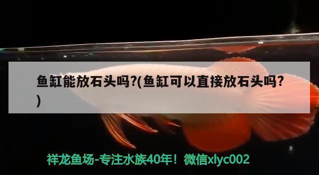 魚缸能放石頭嗎?(魚缸可以直接放石頭嗎?) 金龍福龍魚