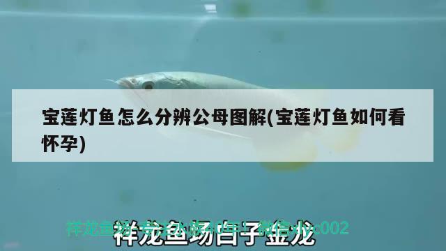 寶蓮燈魚怎么分辨公母圖解(寶蓮燈魚如何看懷孕)